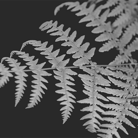 Art: Black and White Botanical
