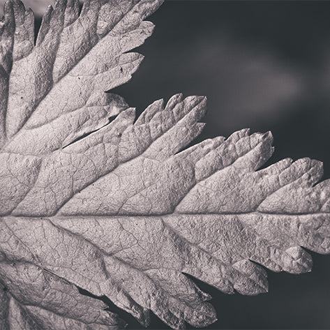 Art: Black and White Forest Leaf
