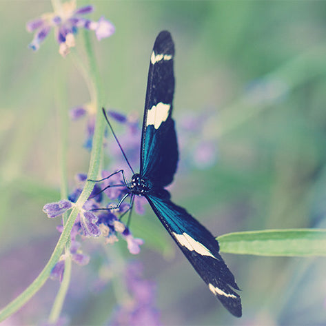 Art: Blue Garden Butterfly