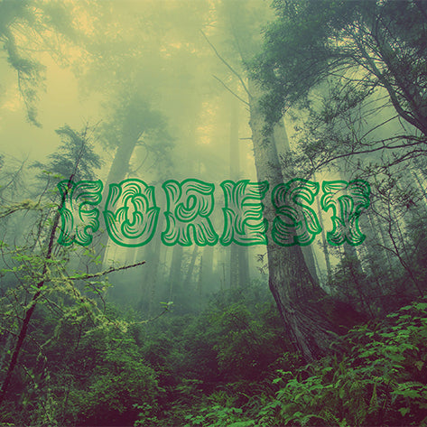 Art: Forest Haze