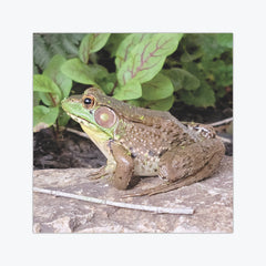 Frog Basking in Sunlight Wargaming Mat