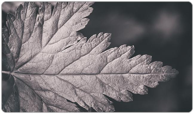 Black and White Forest Leaf Playmat - Jessica Torres - Mockup