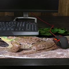 Frog Basking in Sunlight Thin Desk Mat